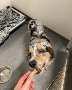 Dog with Treat