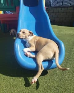 Puppy On Slide