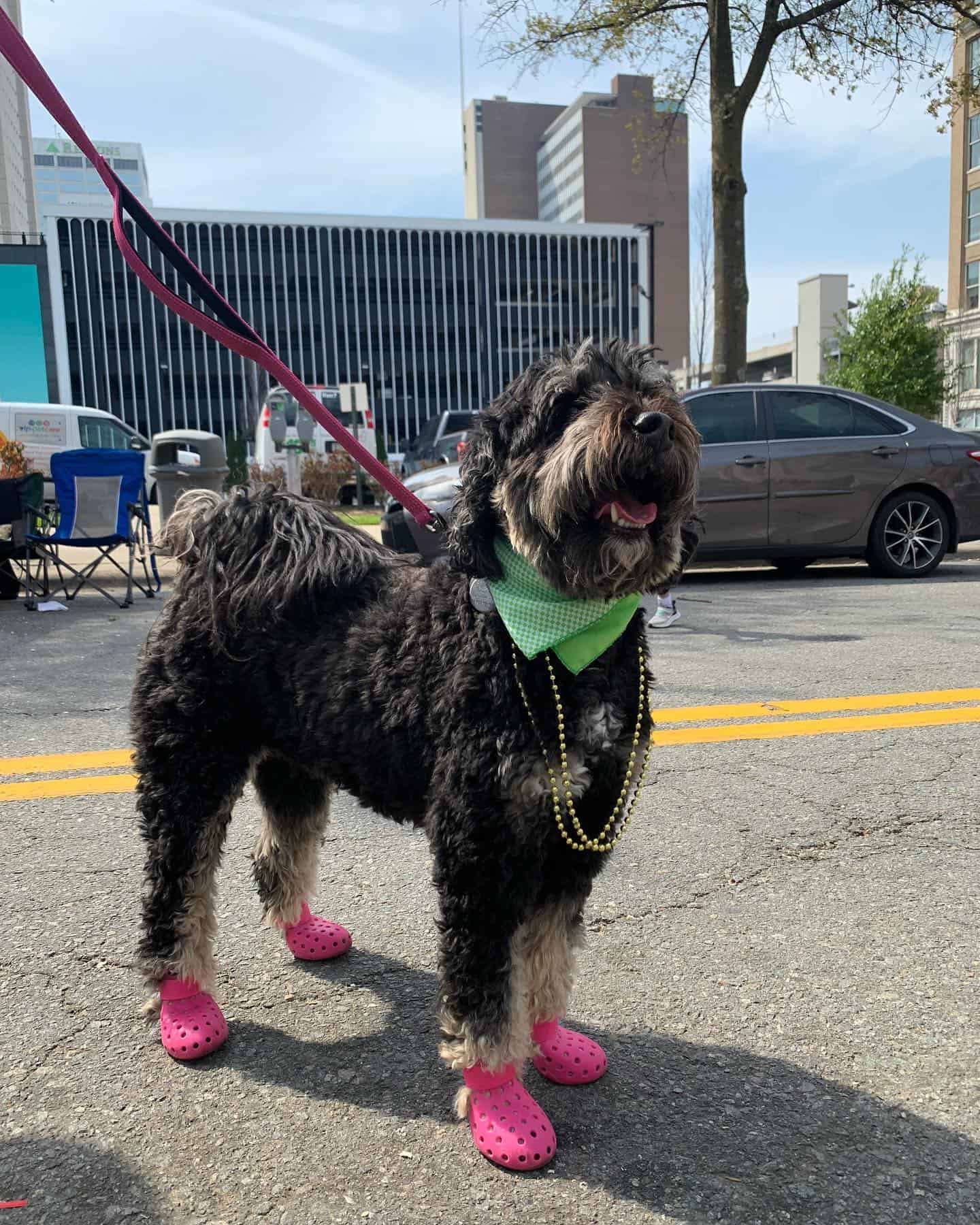 Dog on vacation wearing booties