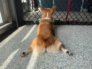 A dog lying at an overnight dog boarding facility