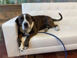 Dog lying on a white couch