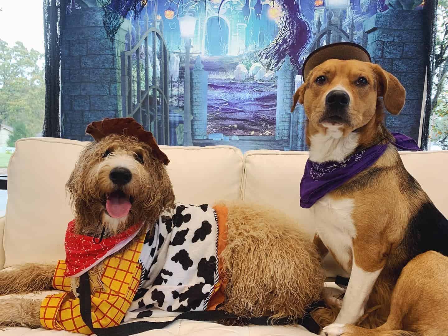 Dogs on vacation playing dress up