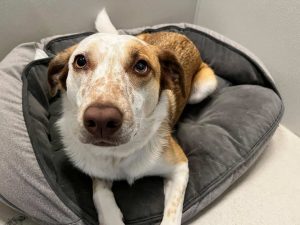 Dog lying on its bed