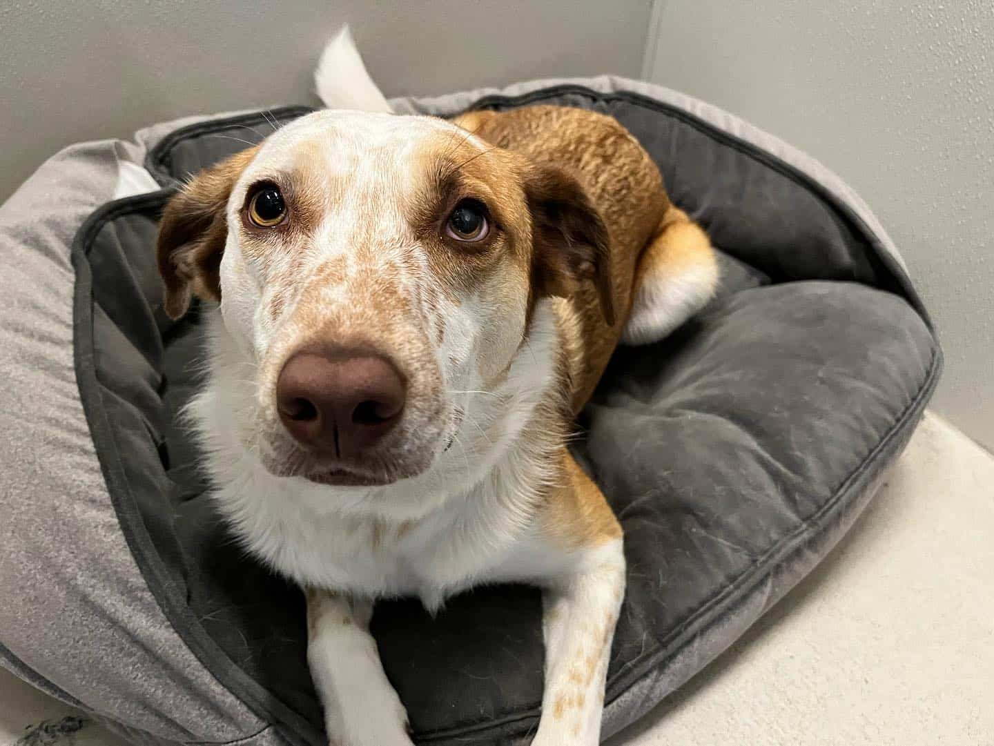 Dog lying on its bed