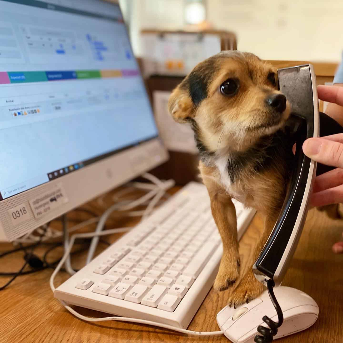 Dog talking on the phone