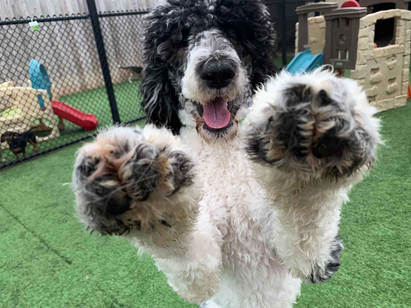 Dog happy to visit a rest stop on vacation