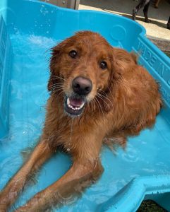 Dog on vacation at the pool