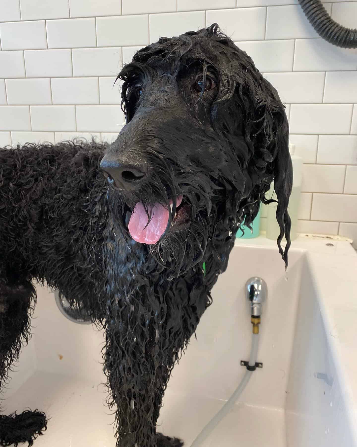 Clean dog after a bath