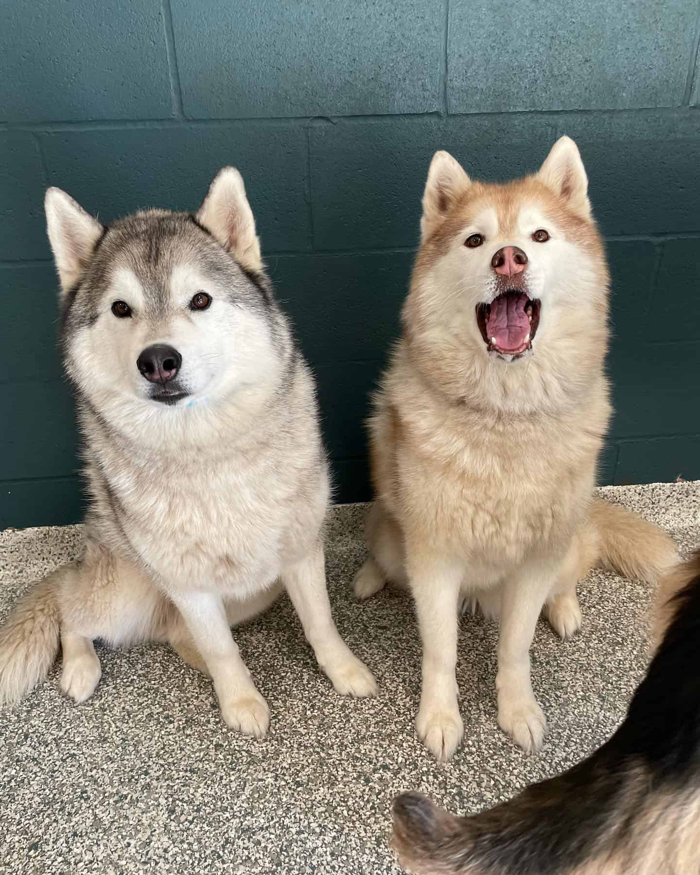 Two happy clean pups