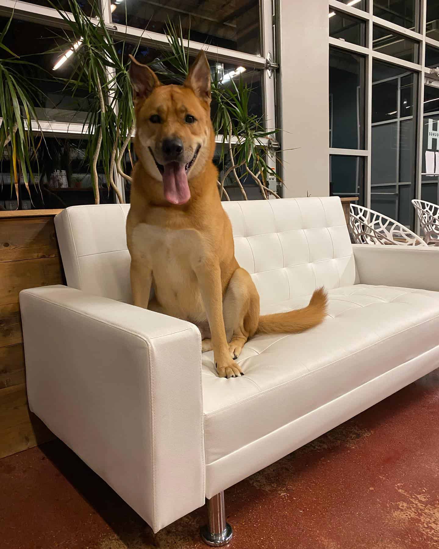 Dog sitting on a clean couch