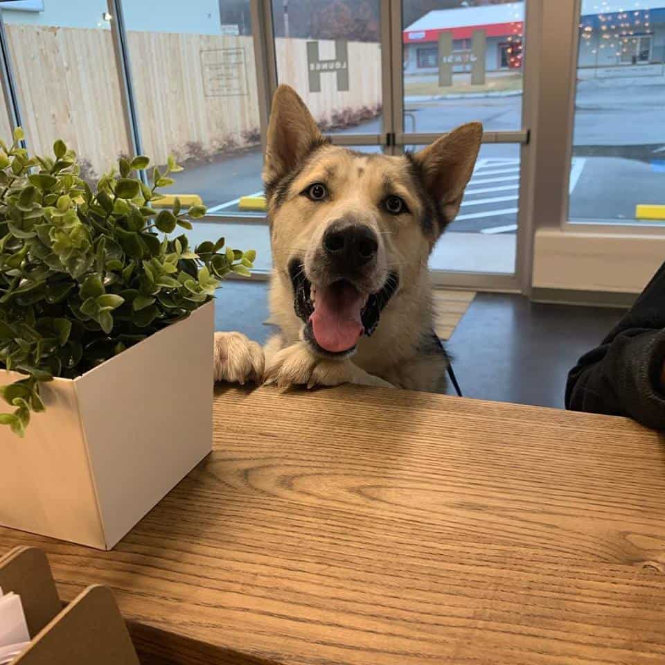 A happy dog at the counter after great house cleaning tips for pet owners.