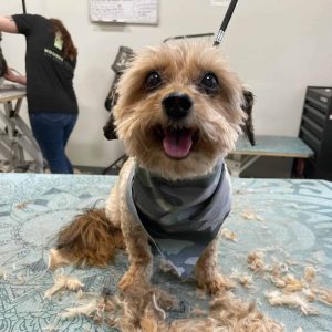 Clean dog on a table