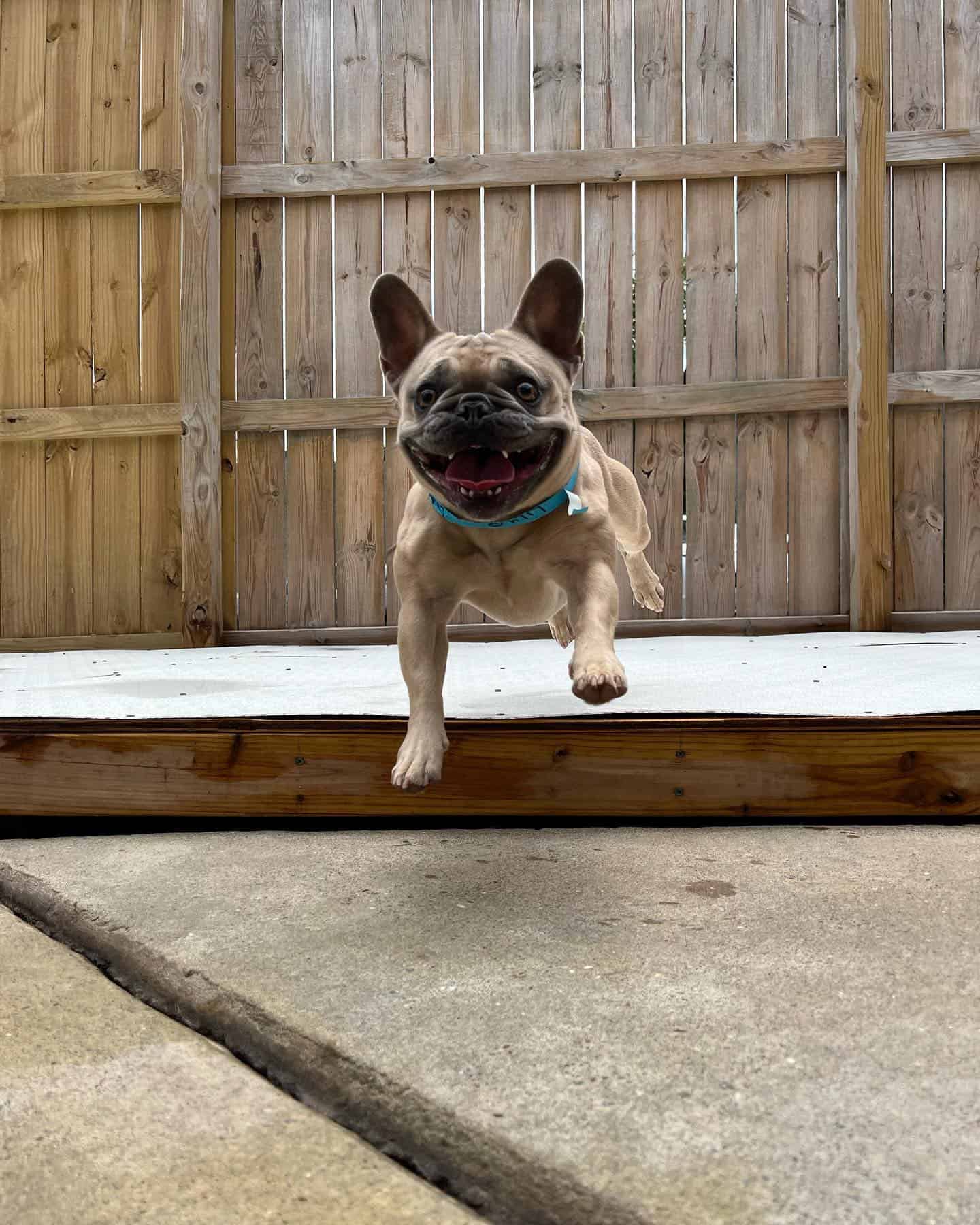 A happy clean dog jumping