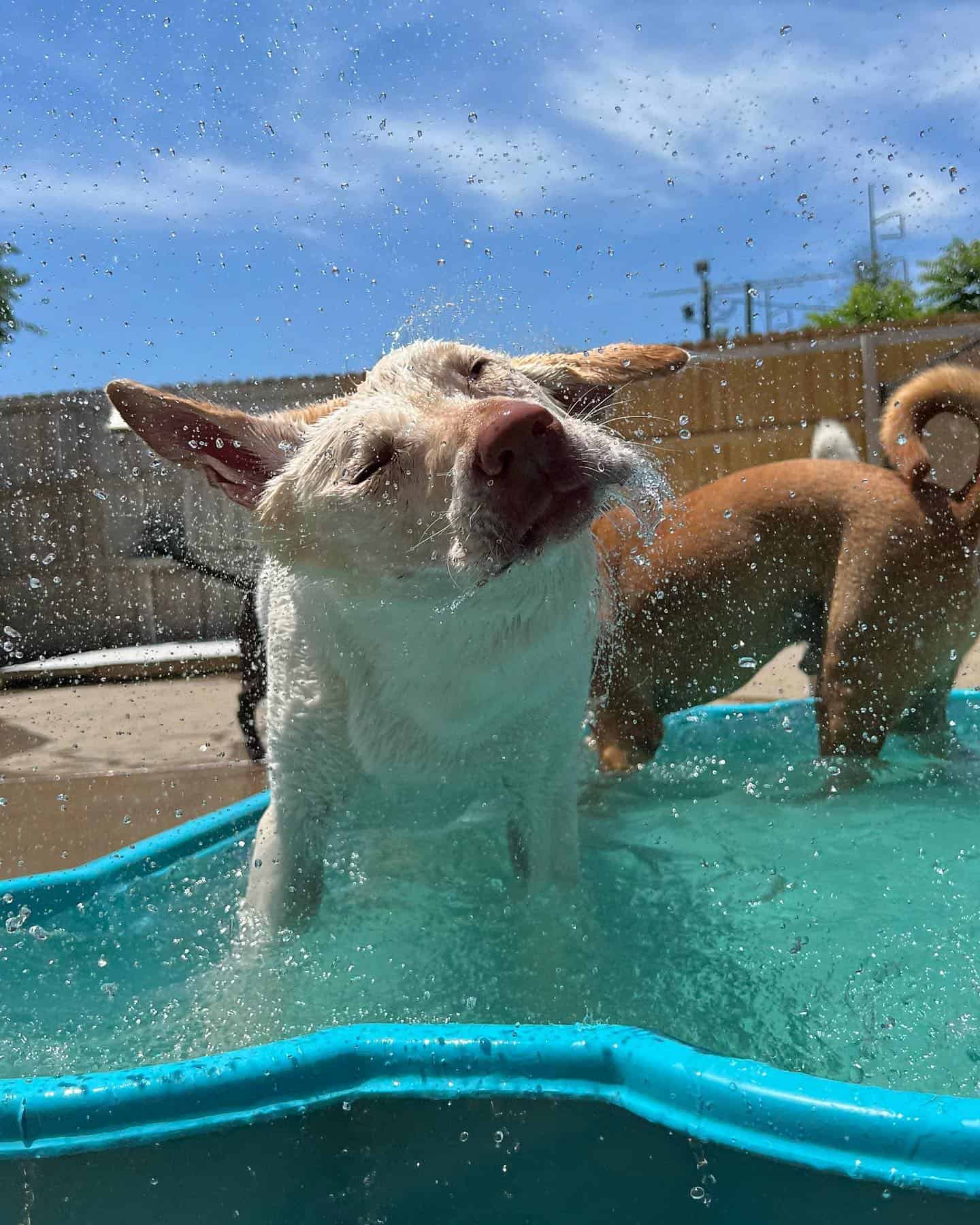 Dog getting clean by shaking off water