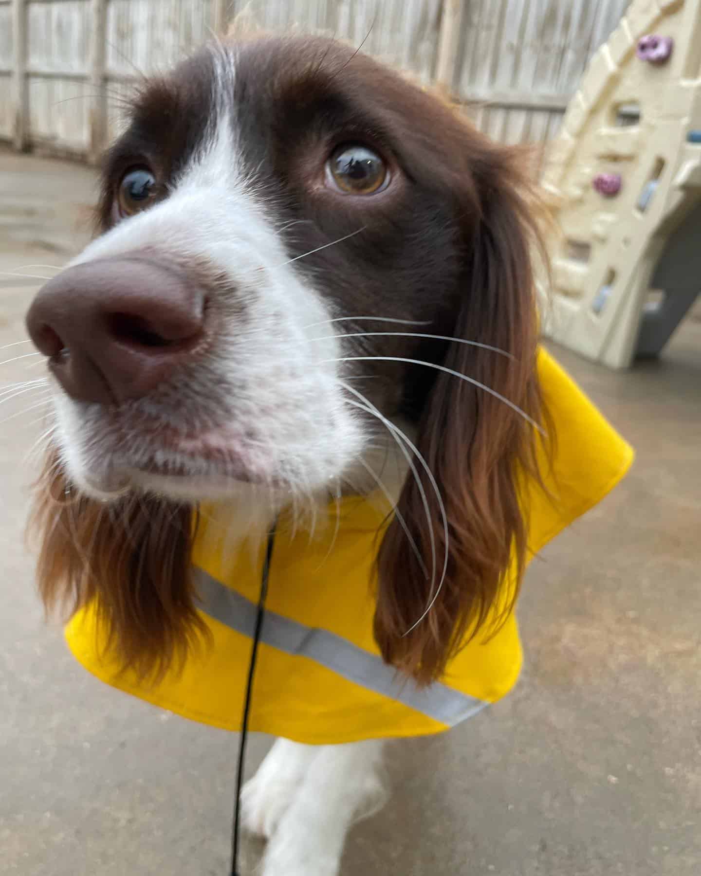 Clean dog after a bath