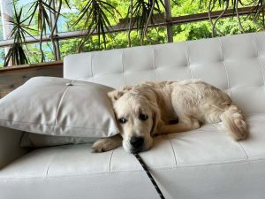 A happy clean pup on the couch