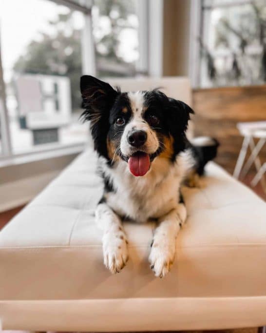 A happy dog after great house cleaning tips for pet owners.