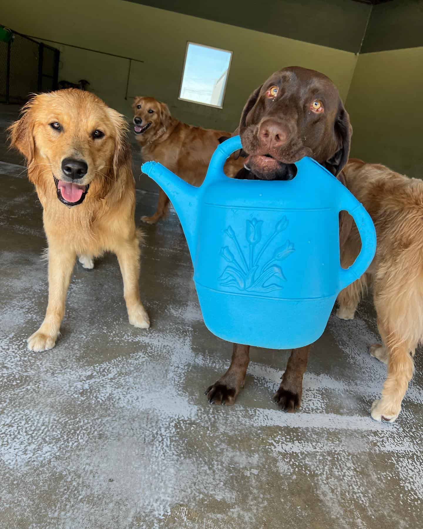 Clean dogs holding a watering can