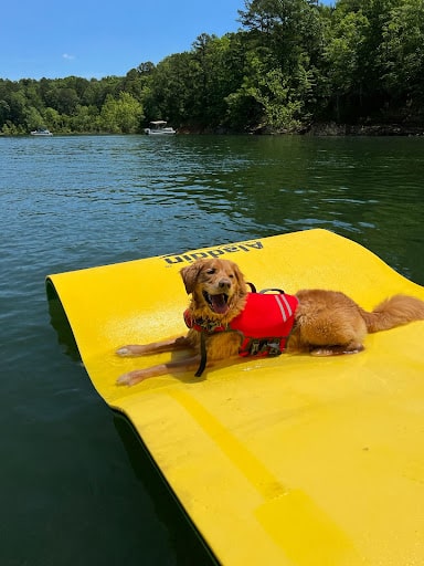 dog laying on floating mat