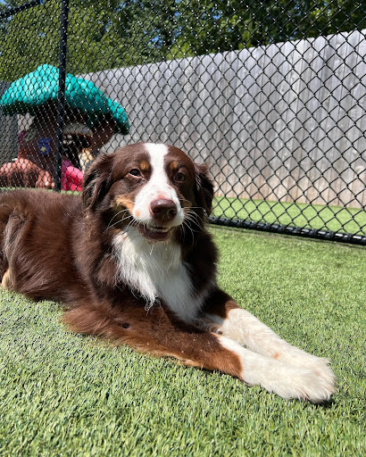 smiling dog laying in the grass