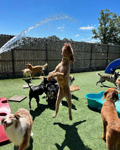 dog jumping for water