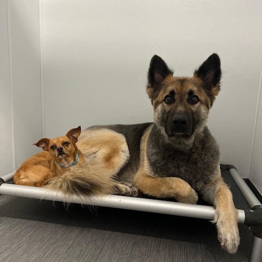 two pups lounging on a cot