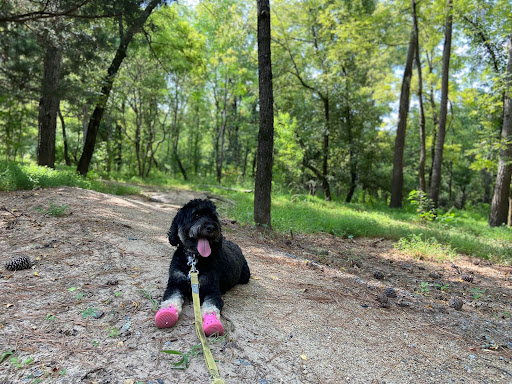 dog wearing booties on a trail