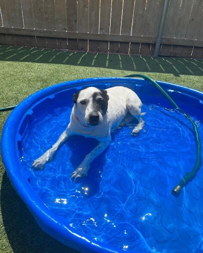 dog laying in kiddie pool