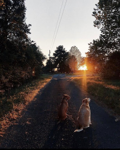 two dogs enjoying the sunset