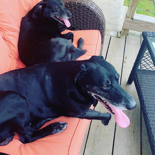 two dogs laying on patio furniture