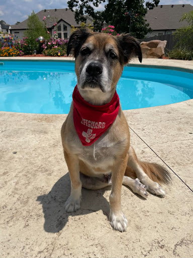 dog with bandana sitting by pool