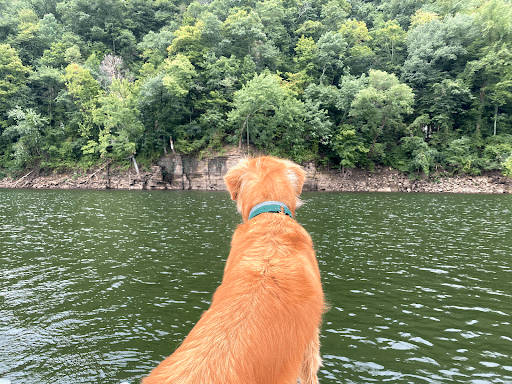 dog sitting by the lake