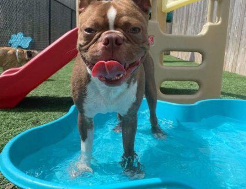 How to Keep Dogs Cool in Summer: Tools, Tips & Tricks