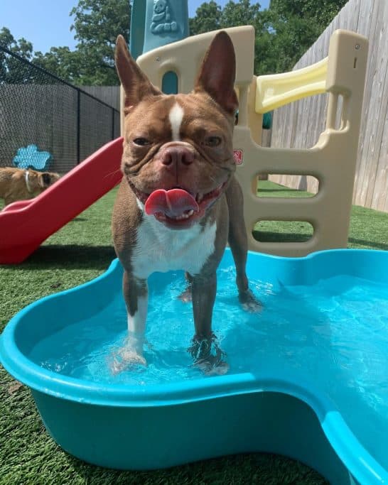 dog cooling off in kiddie pool