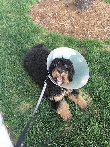 All smiles after a visit to the vet