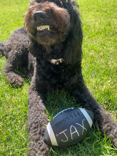 Smiling doggo after dental cleaning