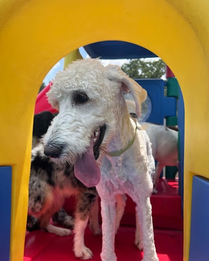 Poodle enjoying the playground at Hounds Lounge