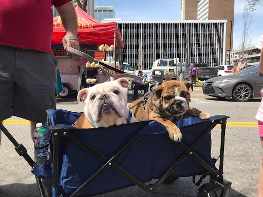 Two bulldogs in a buggy