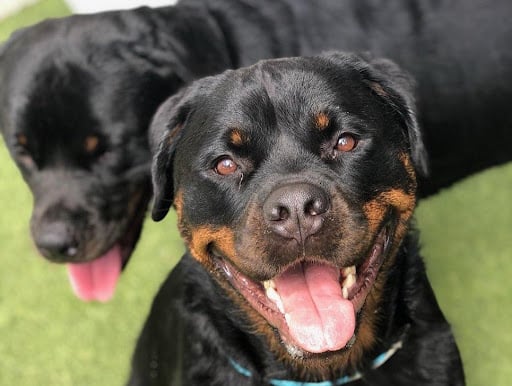 Rottweilers coming in eighth for. most popular dog breeds