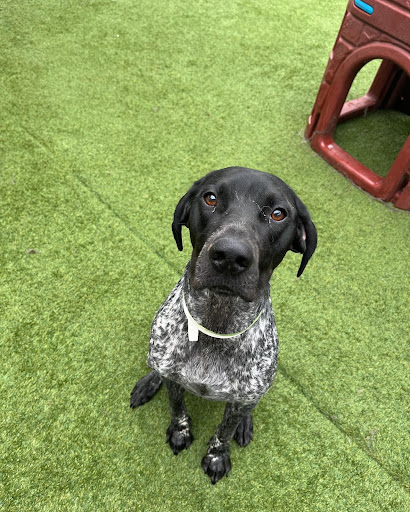 German Shorthaired Pointer is number nine