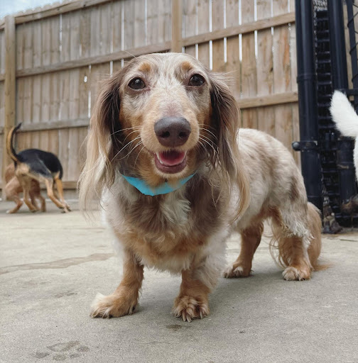 Dachshunds are number ten for most popular breeds