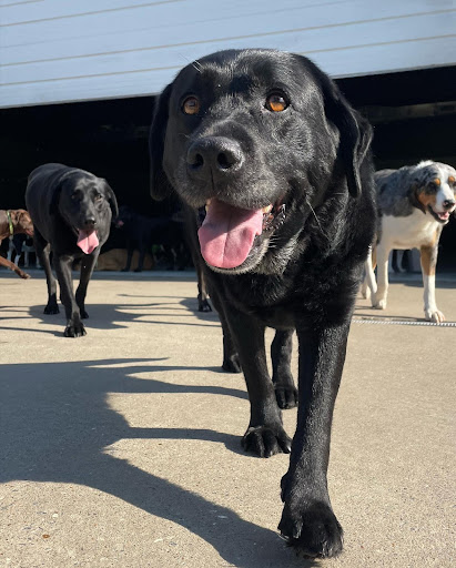 Black labrador retrievers