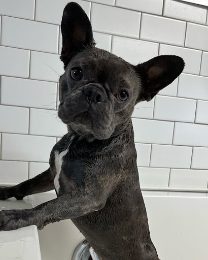 French bulldog being groomed