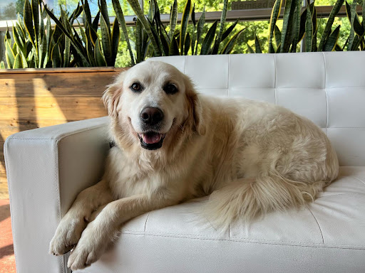 Third most popular breed Golden Retriever