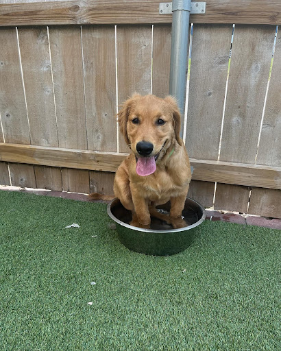 Golden Retriever sitting in a bucket