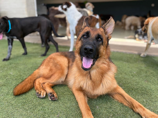 Fourth most popular breed German Shepherd