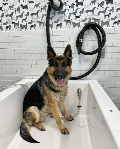 Grooming a German Shepherd at Hounds Lounge