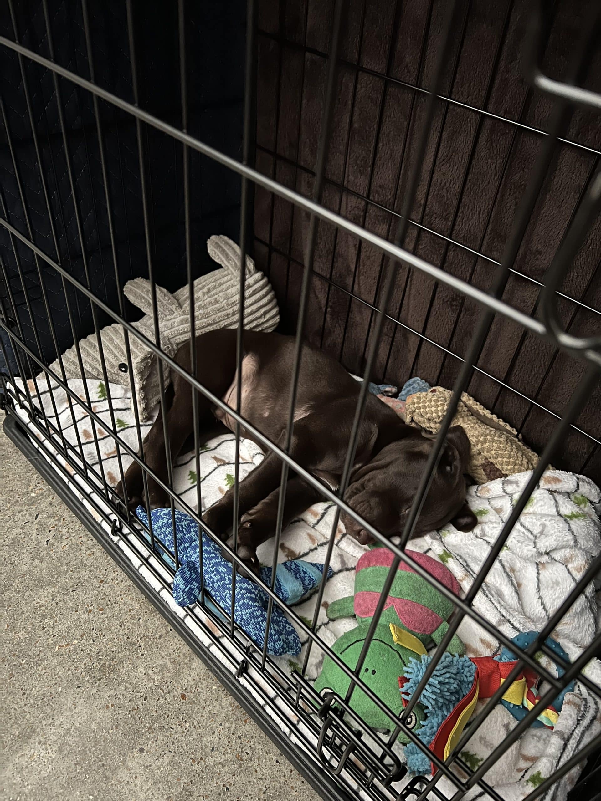 Puppy loving hims new crate