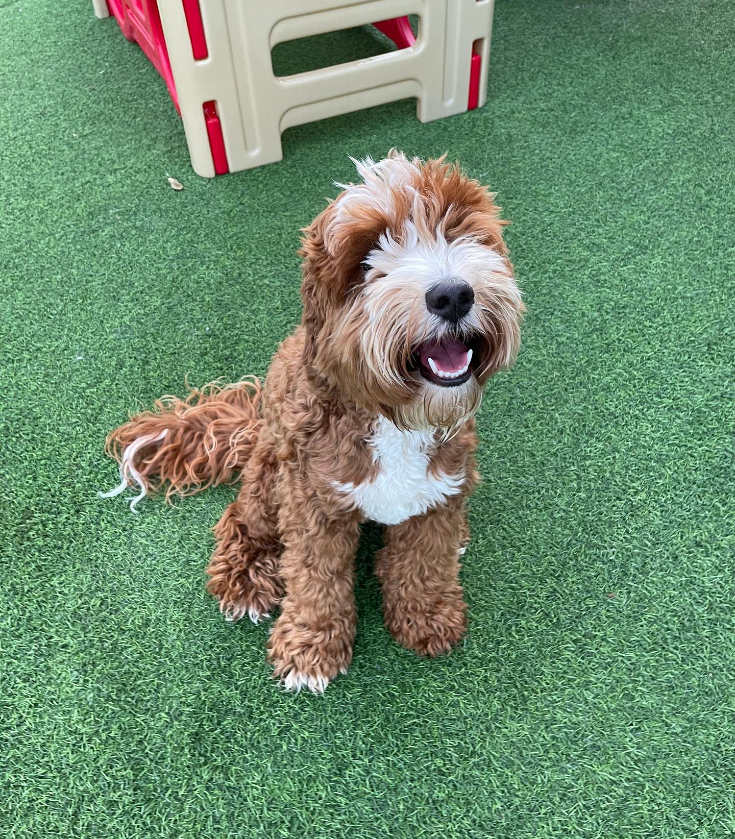 Bringing home a new puppy golden-doodle