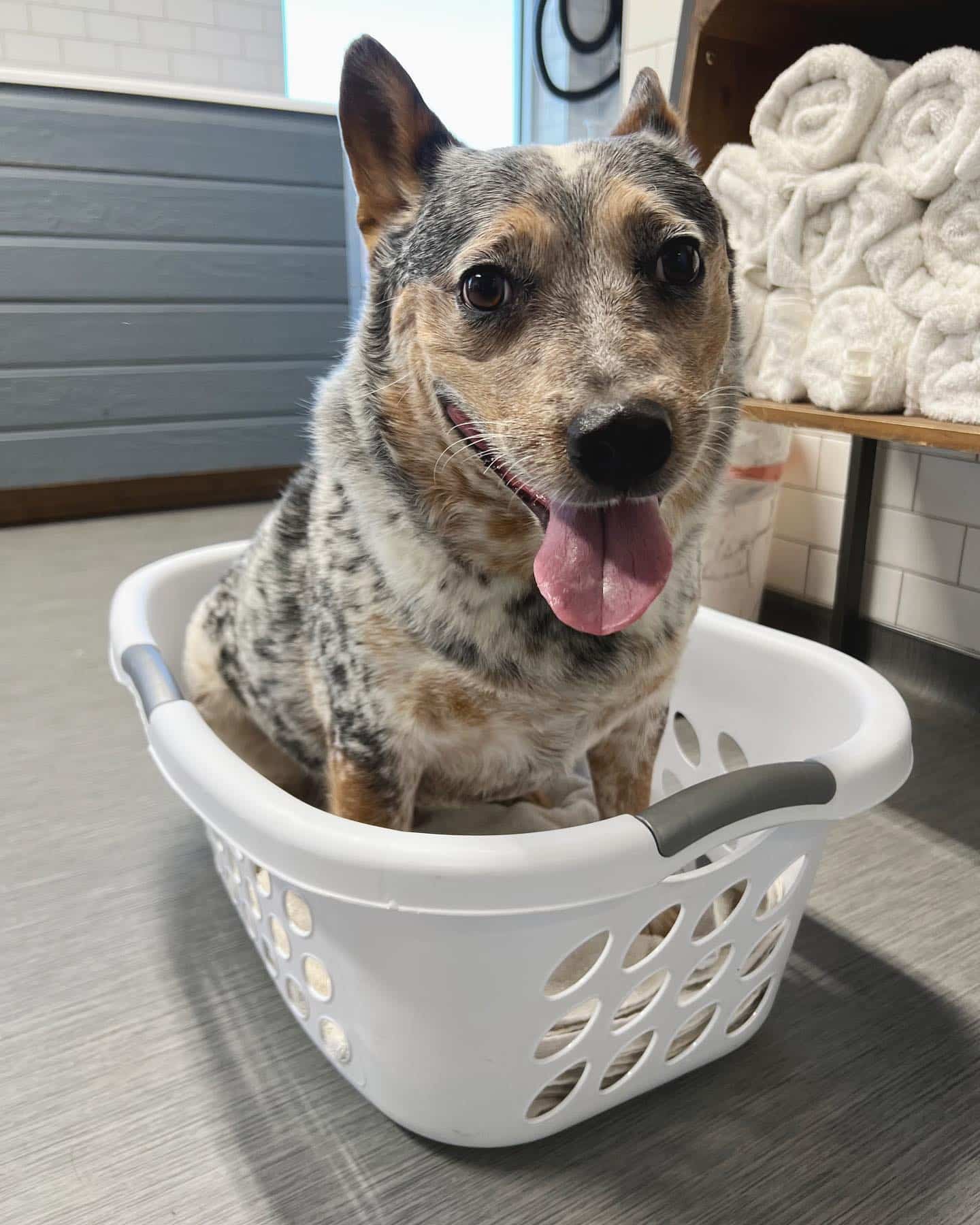 Dog helping with chores